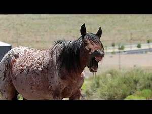 Wild Horses/Wild Mustangs Nevada