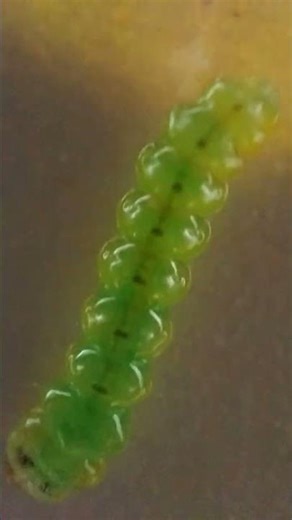 Oppo f21 pro micro camera #oppof21pro #trend #microcamera