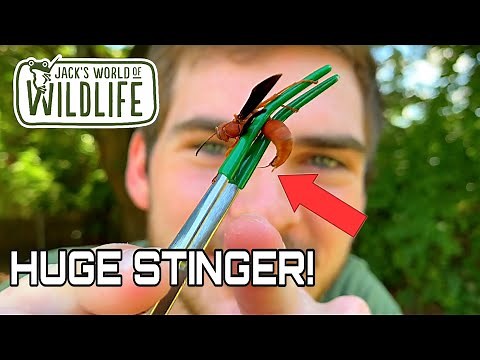 STUNG by POLISTES CAROLINA (Red Paper Wasp)