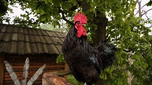 Chicken, Chicken Coop, Poultry