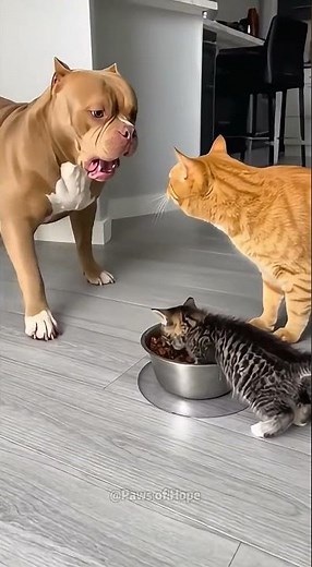 The dog doesn’t let the kitten eat, but！🐶😂 #dogs #dog