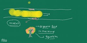 Absorption in the Small Intestine villi The internal lining of ... | Filo