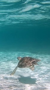 5.4K views · 133 reactions | Swap your white Christmas for Caribbean blue this winter. Check out our short Caribbean cruises here: https://www.celebritycruises.com/itinerary-details/5-night-bahamas-and-mexico-from-fort-lauderdale-florida?packageID=EQ05S157&sDT=2023-12-19&cCD=CO | Celebrity Cruises | Facebook