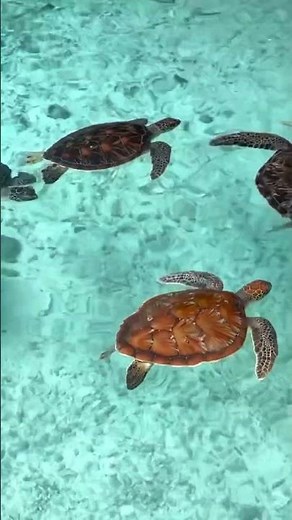 Discover Salaam Cave in Zanzibar, a hidden cave with a natural lagoon full of sea turtles #shorts