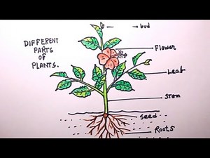 How TO Draw a plant/draw parts of plant/plant drawing