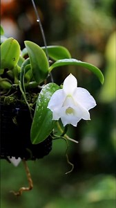 Laelia alaorii var. alba