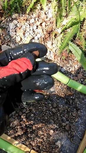 Finding fossils in this old creek bed! #megalodon #shark #fossils #paleontology #archeology #treasure #treasurehunt | The Golden Hour