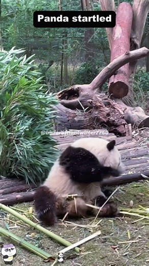 startled panda🐼 they get startled easily#panda #pandasoftiktok #cuteanimals #zoo #funnyanimals