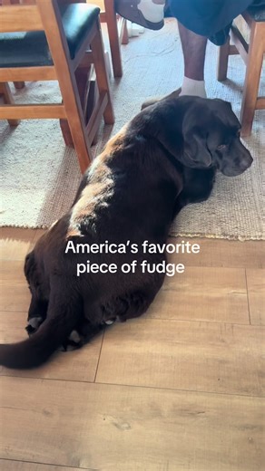 Delicious Double Chocolate Chunk Treats for Dogs