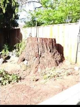 HOW TO CUT A REDWOOD TREE OUT OF YOUR BACKYARD WITH NO DAMAGE REVIEW 2026