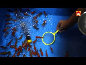 일본 축제 단골메뉴 금붕어뜨기 金魚すくい 킹교 스쿠이 Goldfish scooping