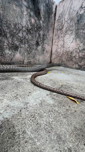Indian Rat Snake 🐍 #sarpmitraneerajprajapat #viralreels #snakeofindia #अजगर #Snakefight #kingcobra #python #viral #rockpython #reptile | Snake knowledge With Neeraj Prajapat