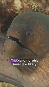 230K views · 2.8K reactions | The Xenomorph's inner jaw explained  Be sure to catch #AlienRomulus in IMAX at TGV  GET TICKETS NOW: https://bit.ly/TGV-ALIENROMULUS  : Scifi Safari | TGV Cinemas | Facebook