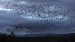 16K views · 548 reactions | We went back to Bowes Museum on Sunday to catch another glorious murmuration of Starlings! You couldn't pay somebody to choreograph such a beautiful sight!  | The Northern Echo | Facebook