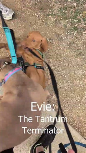 Evie: The Tantrum Terminator