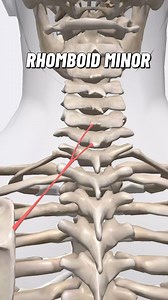 34K views · 28 reactions | The tension lines in the rhomboid muscles...