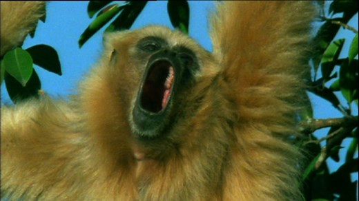 Which animals make the most noise in a rainforest?