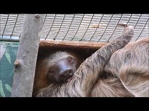 Two-Toed Sloth 3/30/16