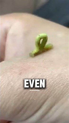 Why You Should Never Disturb This Tiny Worm 🤯🌿