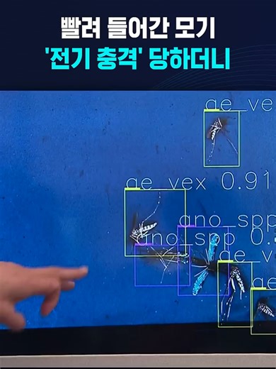 빨려 들어간 모기 '전기 충격' 당하더니 #모기 #여름 #전기충격 #뇌염 #말라리아 | 모기