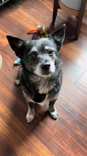 A little off script 🐾, but…sending our kid back to college this week with a piece of his heart. Waffles has been his bestie since he was 7! Leaving him behind isn’t easy. 🥹 #dog #pets #keepsake #fyp #seniordog 🐾 Distinctive Keepsake: Designed to hold dog and cat hair. Includes a key ring for easy attachment to keys or bags. Ideal for preserving memories of beloved pets, serving as a memorial, sympathy gift or thoughtful present for friends and family who recently lost a pet. Features a unique