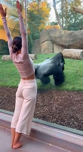 Omg Grilla try 😂But Fail #gorilla | Common Sense On Mars