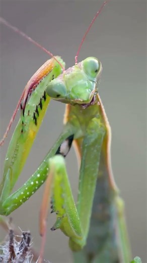 Quiet Moments of a Praying Mantis 🌿✨#prayingmantis