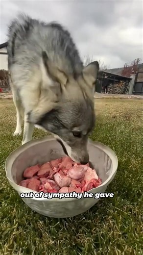 4.7K views | A wolf that looks like a dog#fyp #wolf #friendship #dog #animals | Featheredsoul77 | Facebook