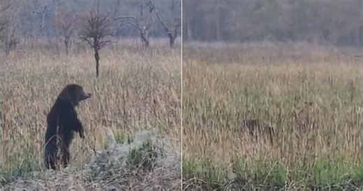 Caught on camera: Sloth bear chases away two young tigers at national park in Uttar Pradesh