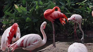 Download Flamingo in nature for free