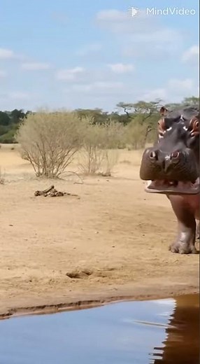 Angry Hippos Chase Lioness Near the River | Wildest Animal Encounter in Africa #ai #wildlife #lion