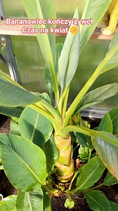 #bananowiec #musella #lasiocarpa #złoty #lotos #banan #niski #uprawa #banany | Sławek Bor
