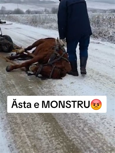 Alooo Poliția 112 DISTRIBUIȚI TikTok