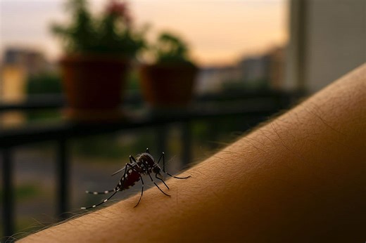 Cet insecte très commun dans les maisons transmet de plus en plus de maladies