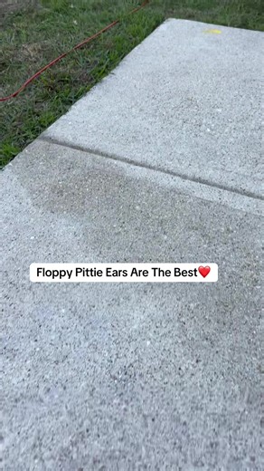 Perfect Floppy Pittie Ears: Why They Melt Hearts