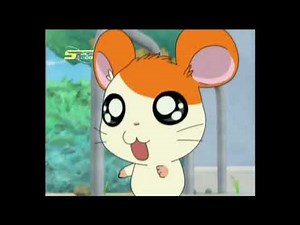 Hamtaro Hai Episode 24 - Kakak Yang Sedang Bingung - Bahasa Indonesia