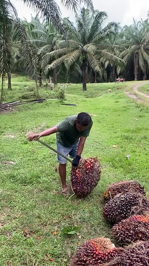 Working with Palm Nuts: A Rural Trucking Activity