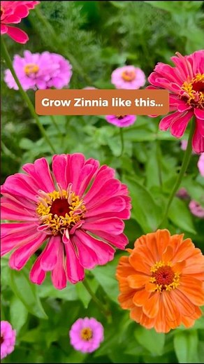 Don’t make my mistake when growing Zinnia from seeds!