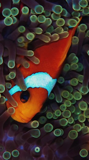 Fascinating Facts About Clownfish