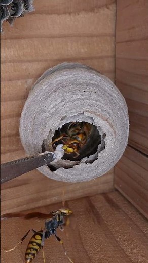 Duel Between Queens 2: Paper Wasp vs. Yellow Hornet