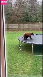 Bear's Backyard Trampoline Fun A bear discovers the joy of bouncing on a trampoline. #fblifestyle #AI Generated using Kling AI . . . (For entertainment purposes only. Consult professionals if guidance on activities is presented. No brand affiliation is implied if any are shown. If inspired by true events, creative adaptations may be included. Content may include public footage.) | Fabiosa Life