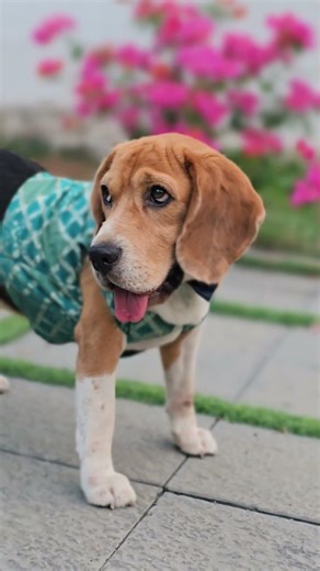 I'm in love with you kalyani❤️😘 #dog #video #photooftheday #shorts #love #shortvideo #dog #shot