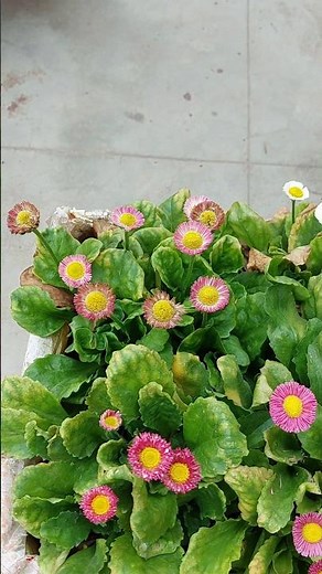 🌼 Grow Bellis Perennis Flowers at Home 🪴 | Easy & Beautiful! #bellis #commondaisy #winterplants