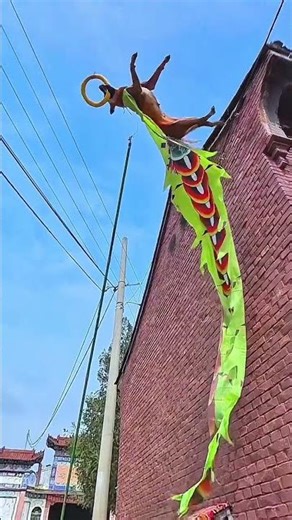 This jump was not six meters long#Just buy the things you like#Cute Pet Debut Plan.#Ho