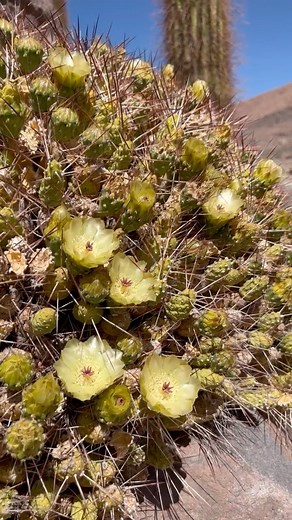 The vast Altiplano plateau is located in the Andes Mountains and is the world’s second largest area of high mountain plateau after Tibet. Altiplano territory spans across Bolivia, Peru and Argentina, however the smaller but arguably more intriguing part is in Chile 🇨🇱🌶🌵 #southamerica #andesmountains #exploremore #naturevideo #explore #andesmountains #chile #sanpedro #adventure #cactus #trichocereus #salar #flamingos #drone #naturaleza #trekking #trekkingchile | Cactus Explorer