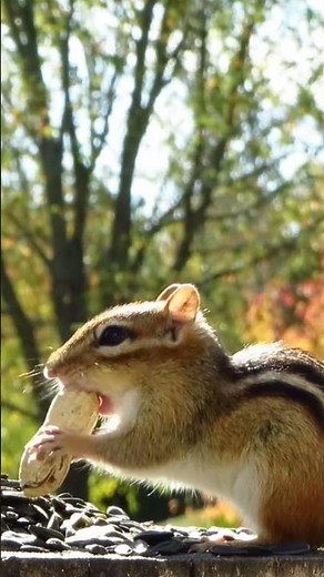 Eastern chipmunk takes a peanut to go in the autumn sunshine