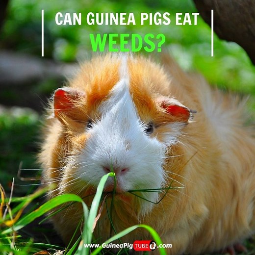 Can Guinea Pigs Eat Weeds? (Benefits, Risks, Serving Size & More) - Guinea Pig Tube