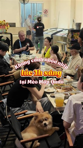 Mèo Mập sáng đèn đến tận 3h sáng cơ nhe mọi người ơi #meomapquan #meomap #xuhuong #viral #fpy