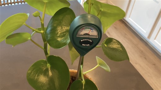 Watch Watch for a demo of this moisture meter on Amazon Live