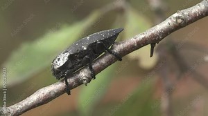 Black beetle with white upper shell on green background branch. Woodboring beetle or Capnodis tenebrionis with white dot on chest. Macro view of an insect in wildlife